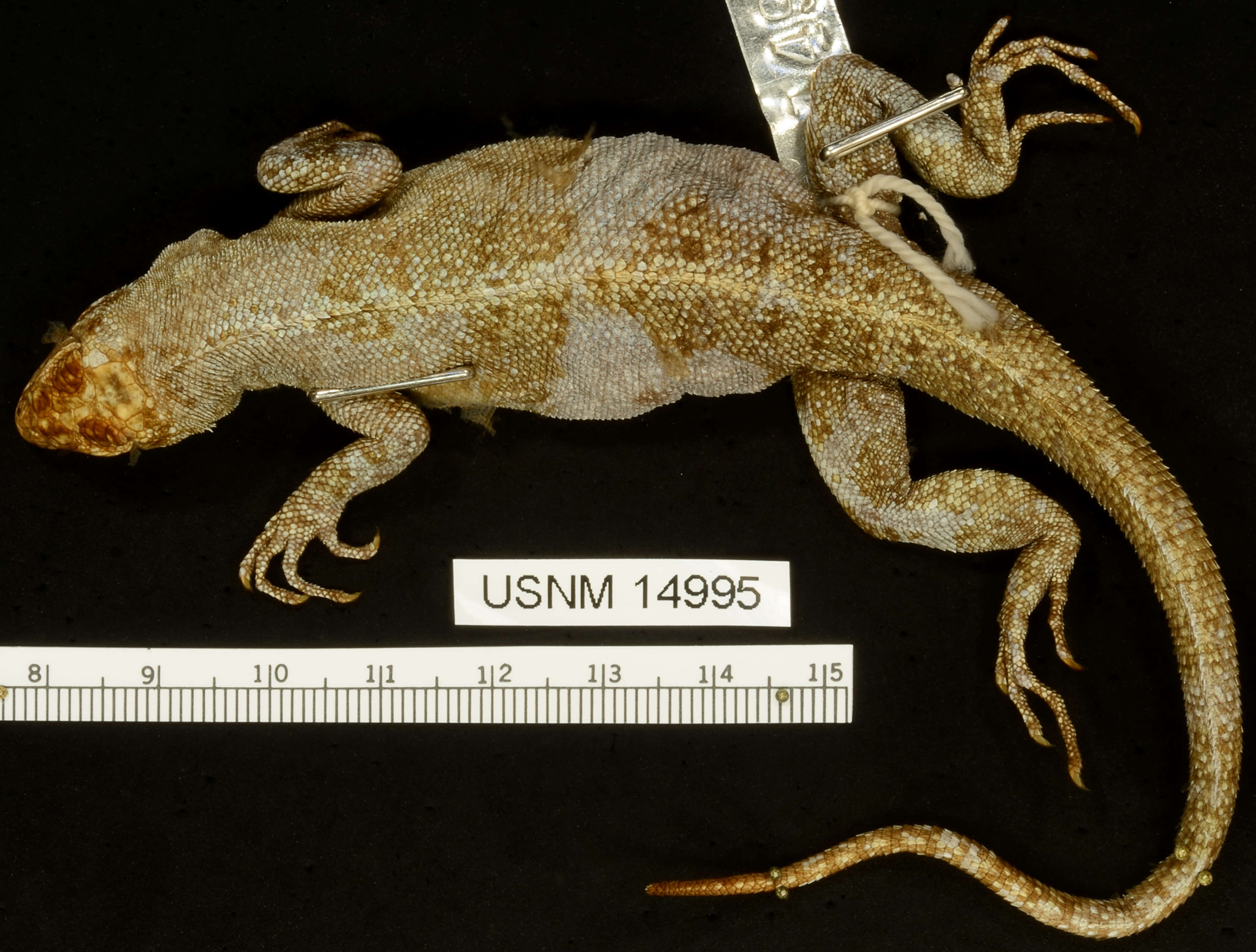 Microlophus pacificus (Steindachner 1876) resmi