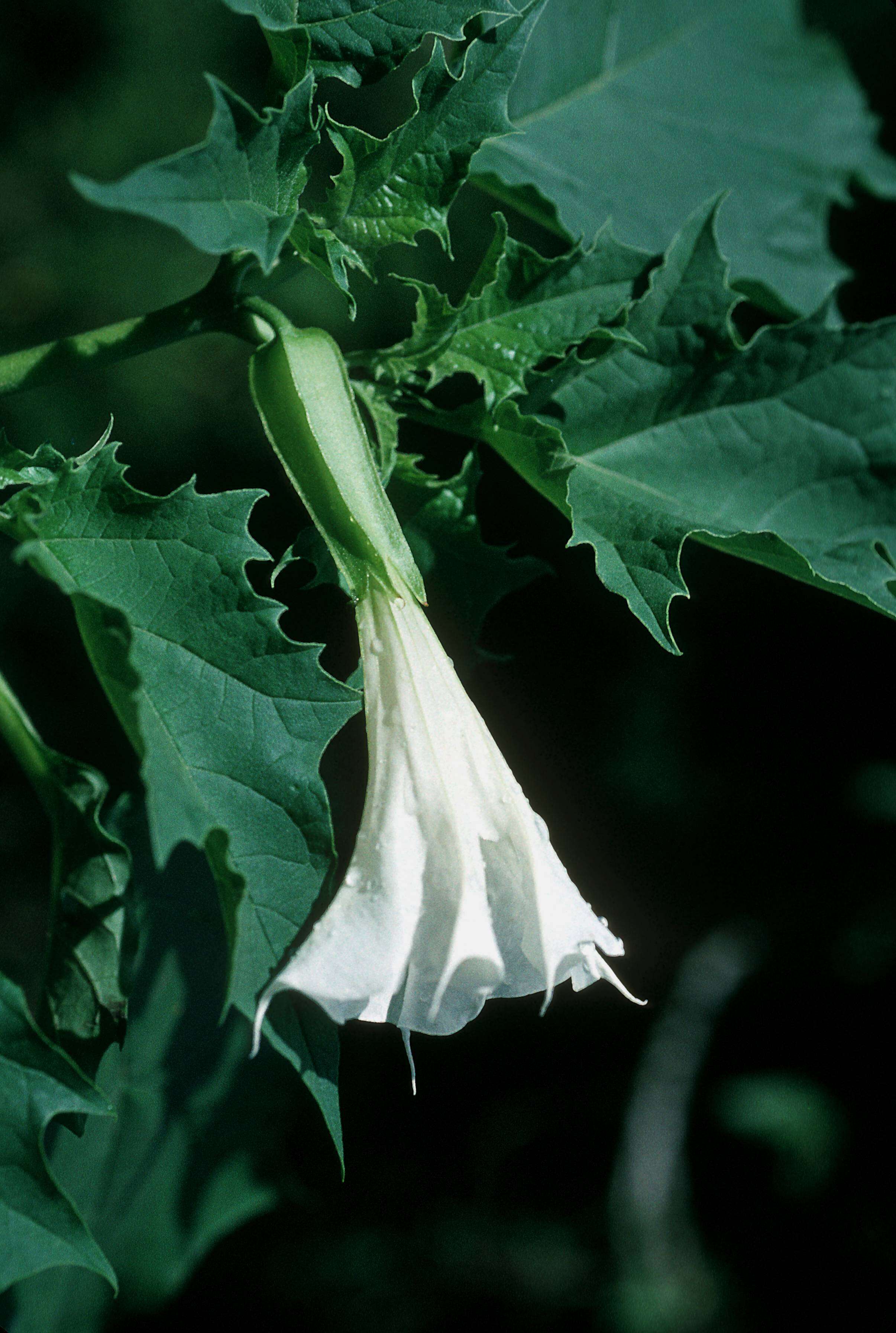 Image of Thorn-apple