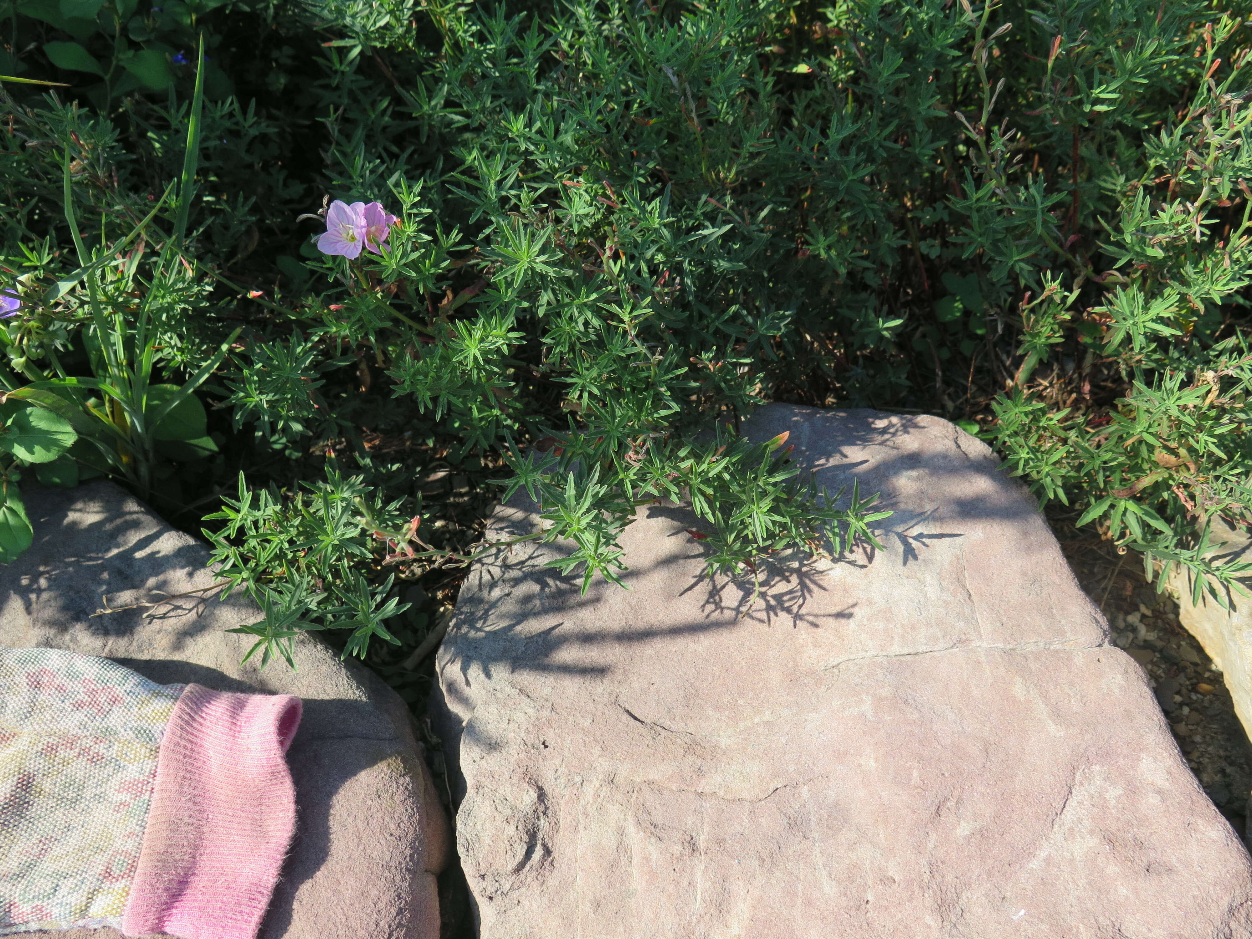 Imagem de Oenothera speciosa Nutt.