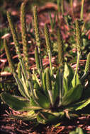 Image of largebracted plantain