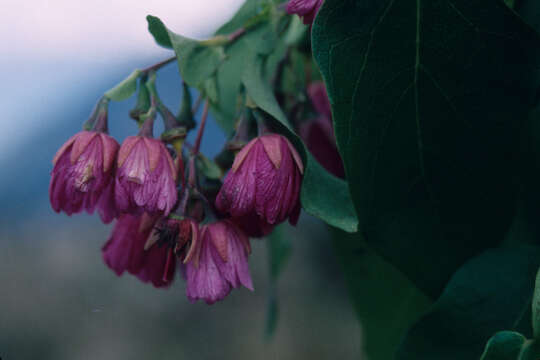 Image of Vallea stipularis Mutis ex L. fil.