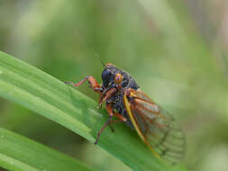 Image of Decim Periodical Cicada