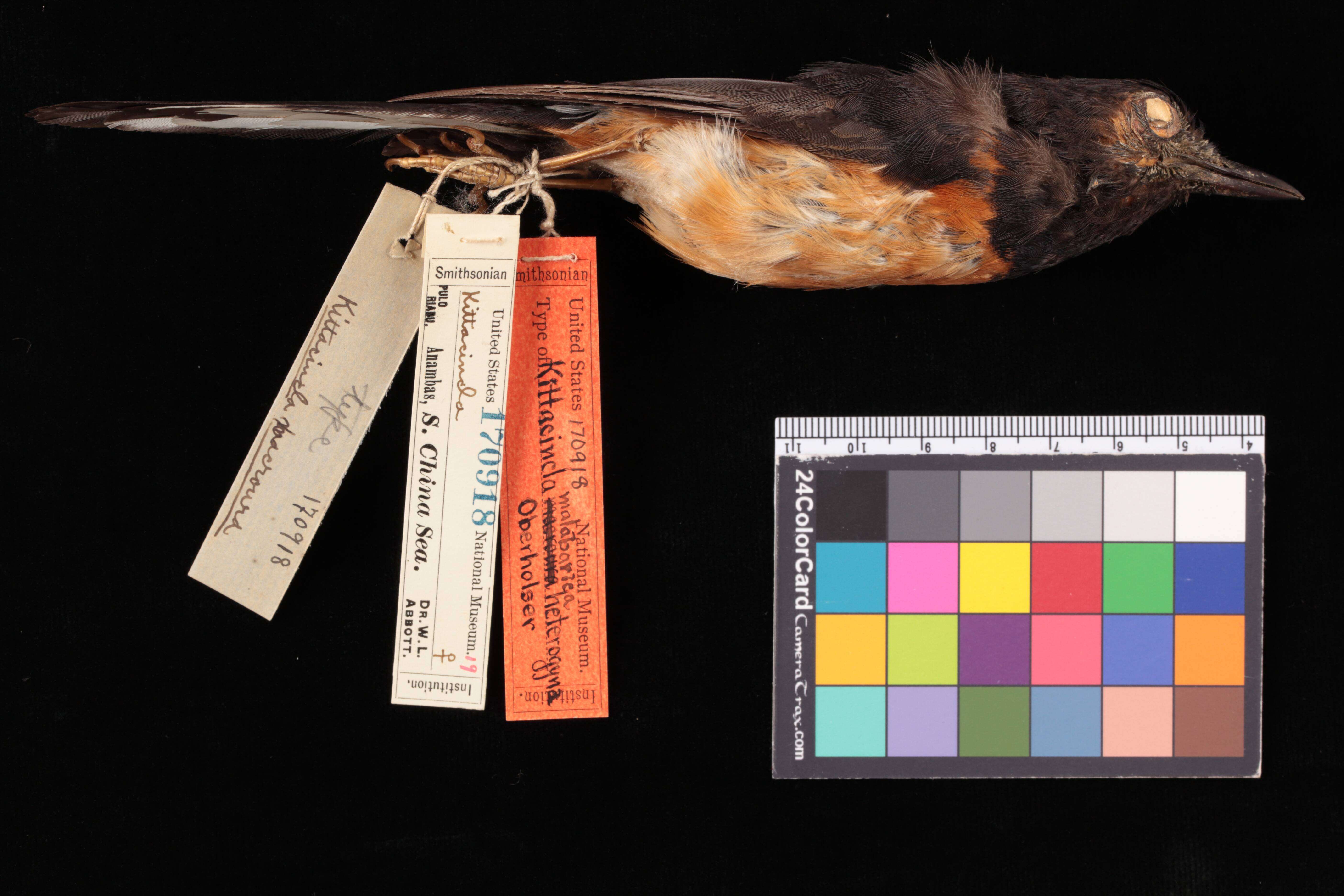 Image of White-rumped Shama