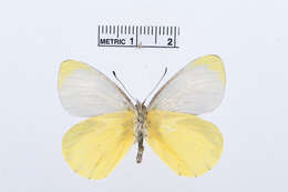 Image of Mylothris jacksoni Sharpe 1891