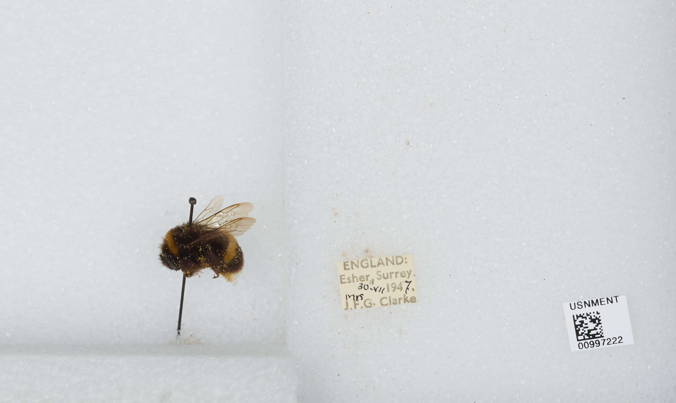 Image of White-tailed bumblebee