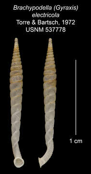 Imagem de <i>Brachypodella electricola</i> Torre & Bartsch