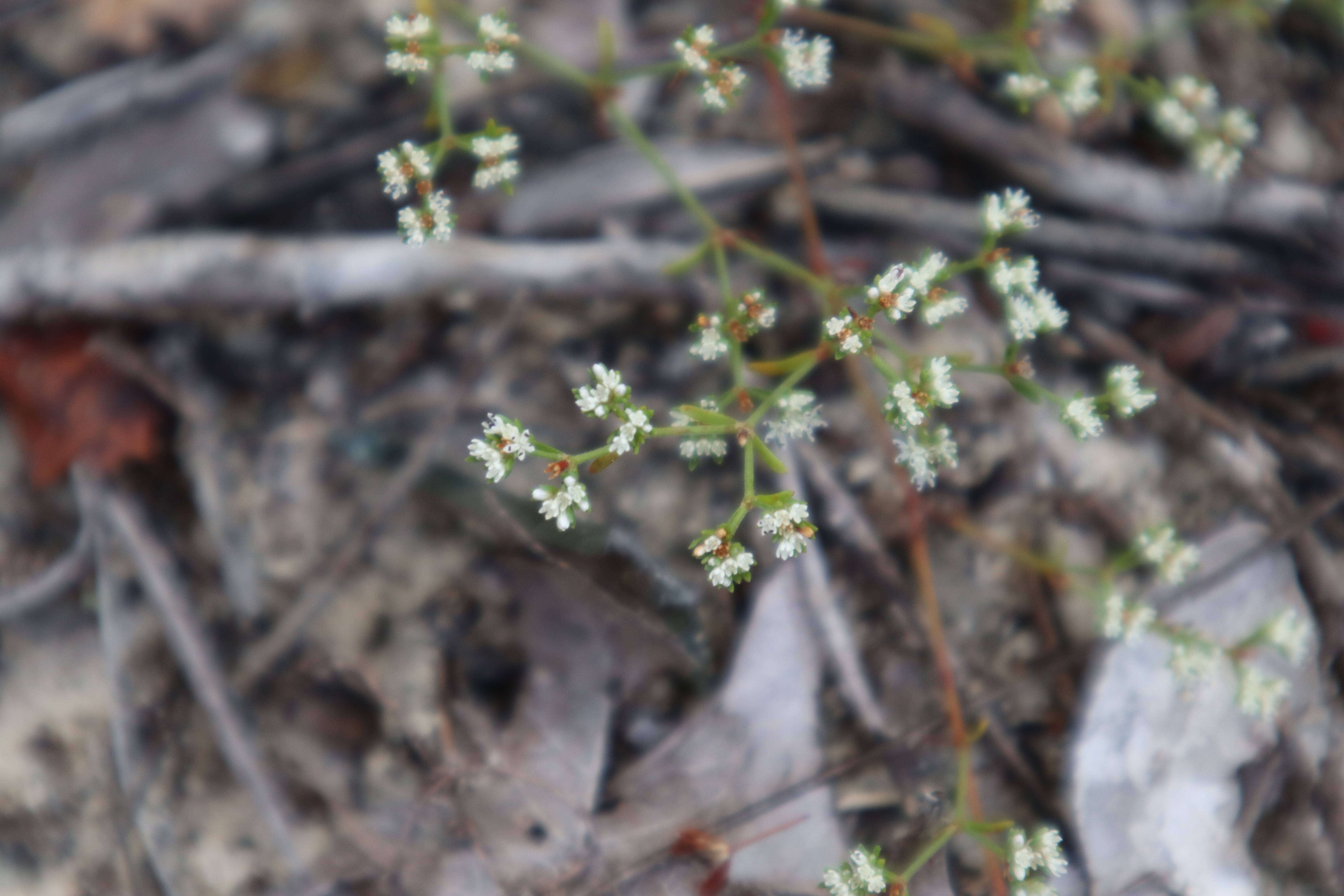 Image of pineland nailwort