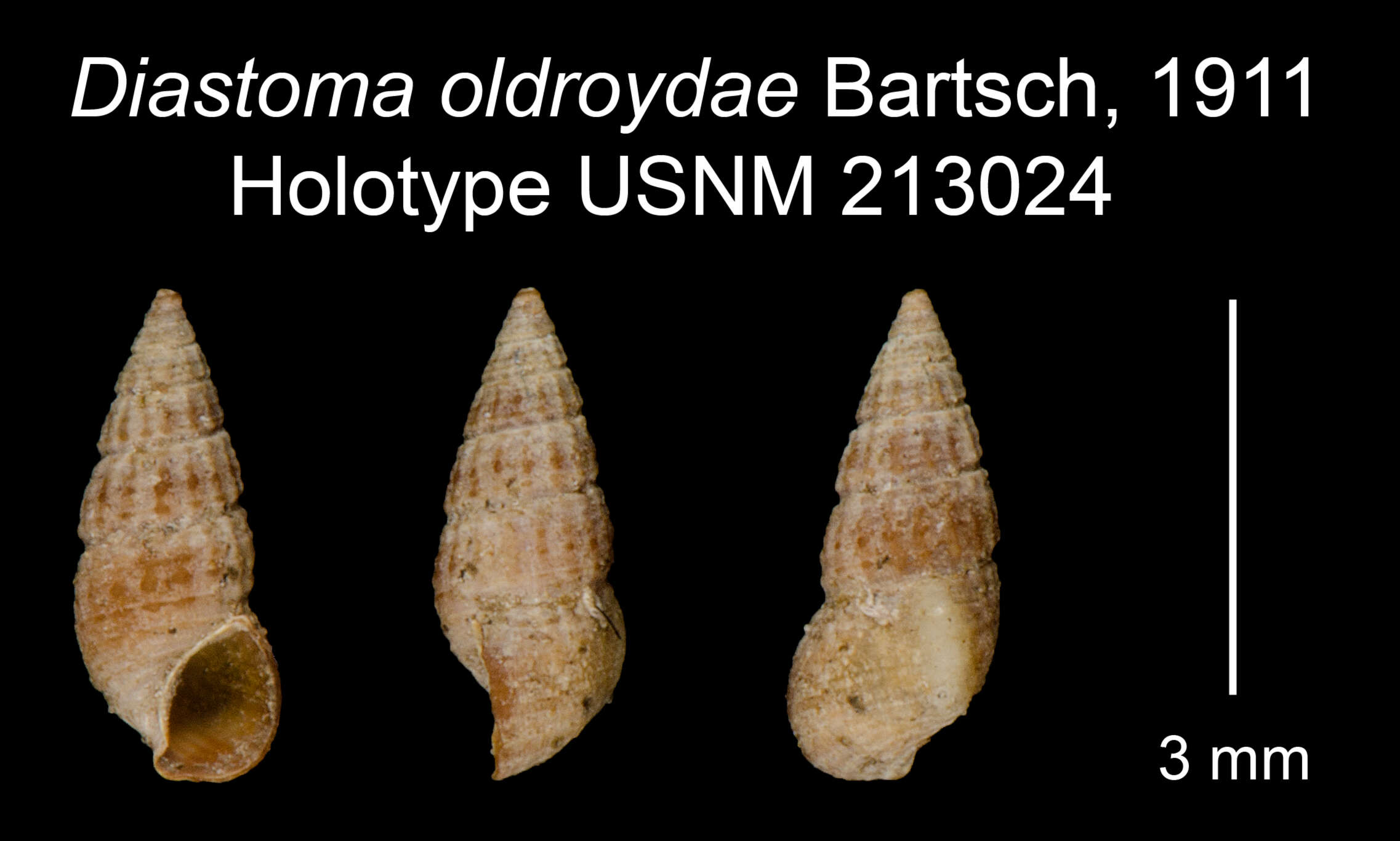 Plancia ëd Diastoma Deshayes 1850