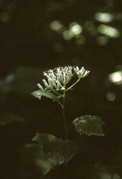 Image of Prenanthes alba L.