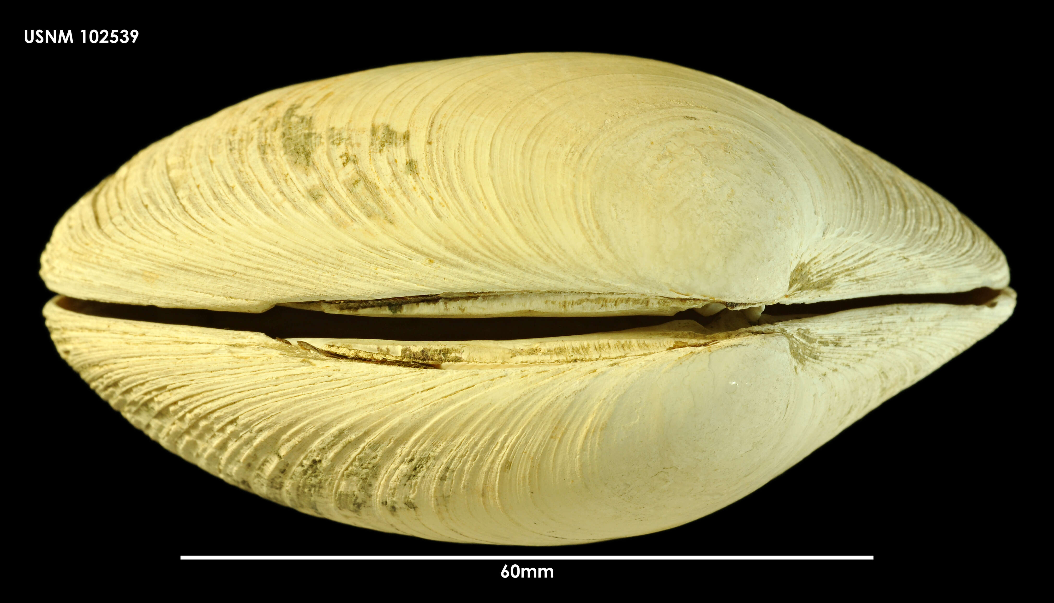 Image de Eurhomalea exalbida (Dillwyn 1817)