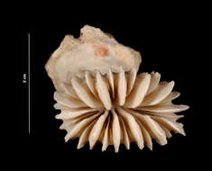 Image of Caillet's Fan Coral