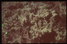 Image of Red algae