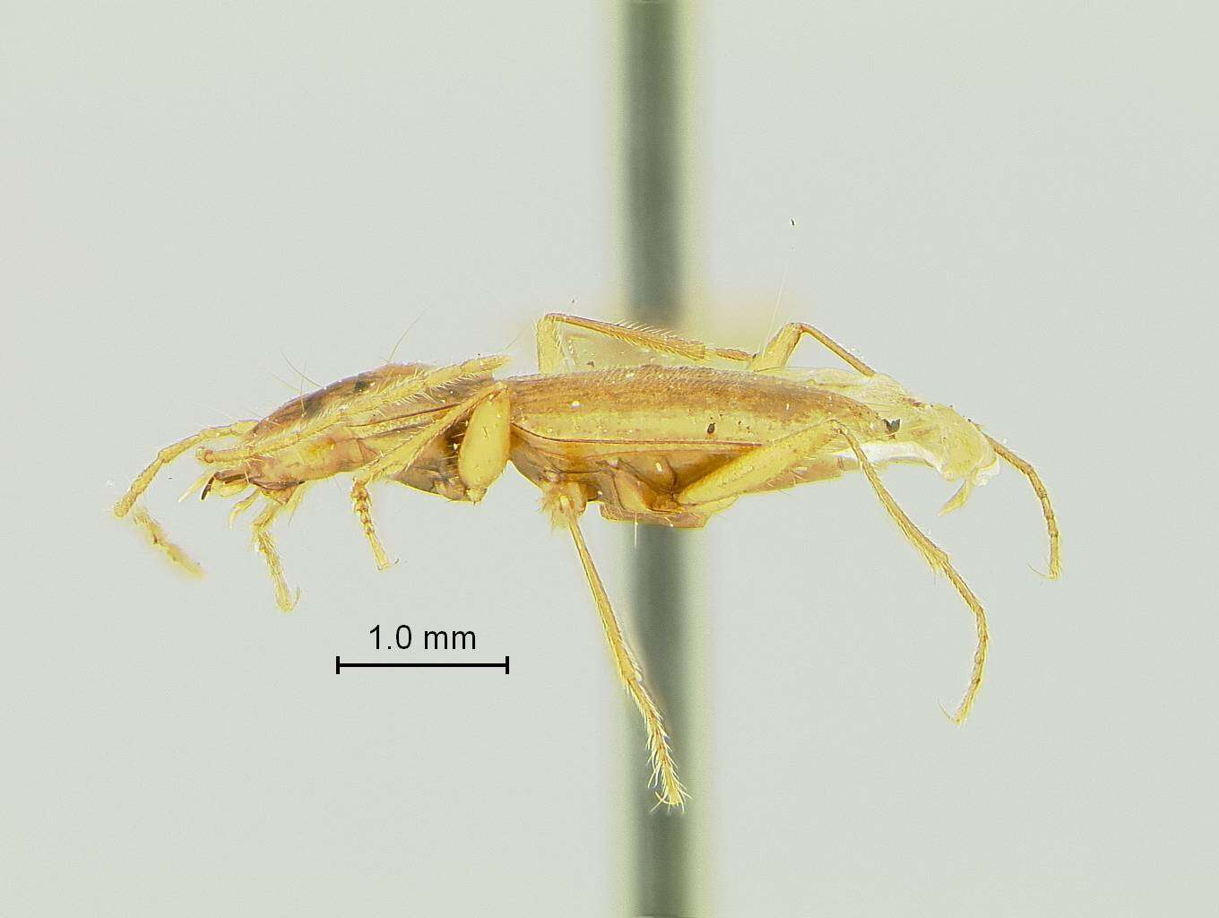 Pseudanophthalmus hirsutus Valentine 1931的圖片