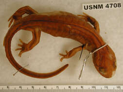 Sivun Ambystoma gracile (Baird 1859) kuva