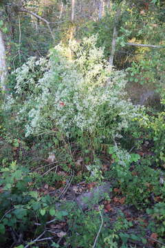 Image of lateflowering thoroughwort