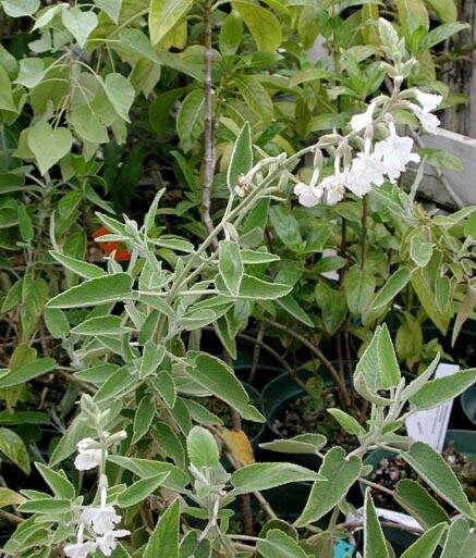 Haplostachys haplostachya (A. Gray) H. St. John的圖片