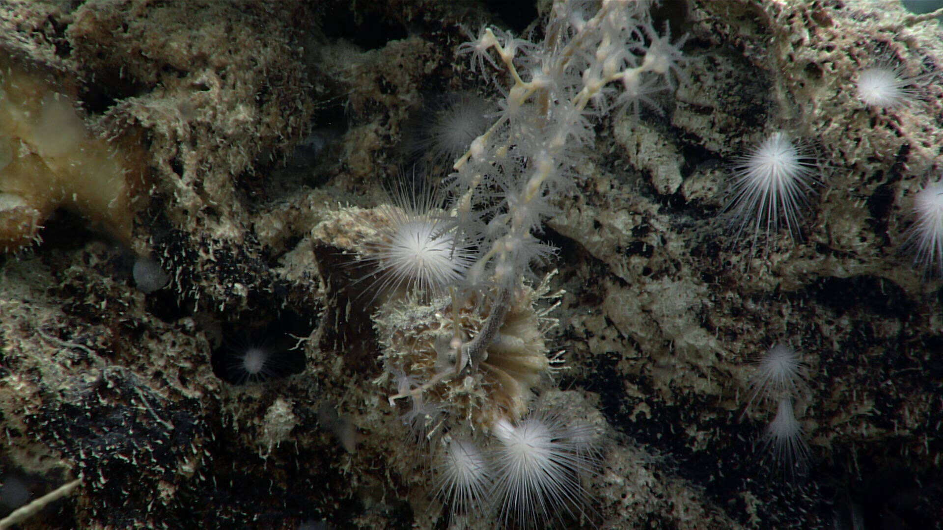 Image of Maze Coral