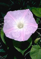 Sivun Ipomoea indica (J. Burman) Merr. kuva