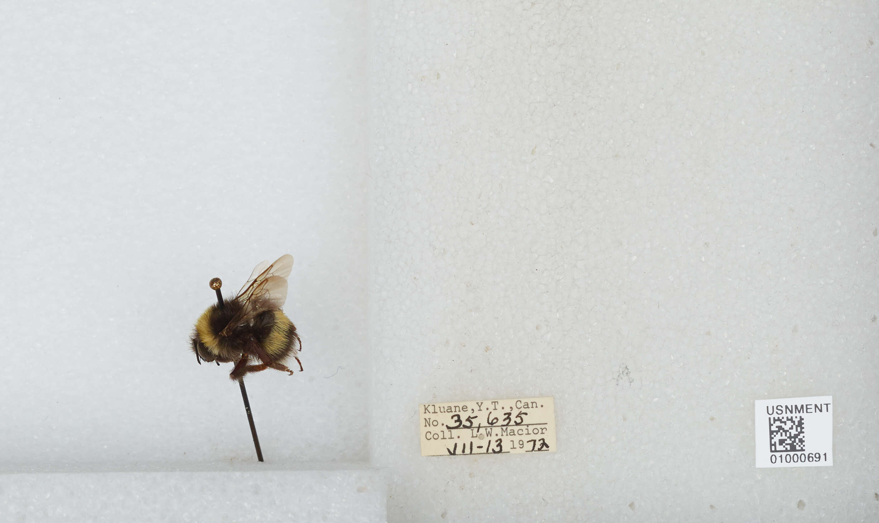 Image of White-tailed bumblebee