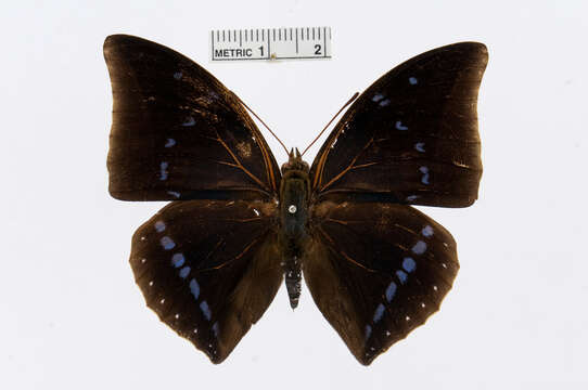 Image of Charaxes zelica Butler 1869