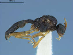Image of Aphidius paulensis Ashmead