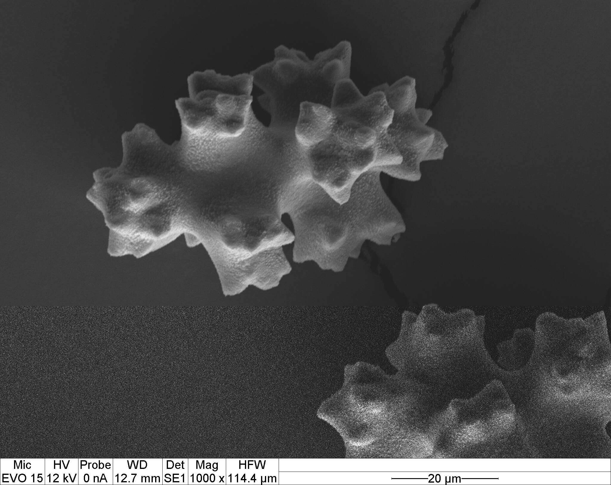 Image of Pleurocorallium porcellanum (Pasternak 1981)