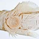 Image of Blotched snailfish