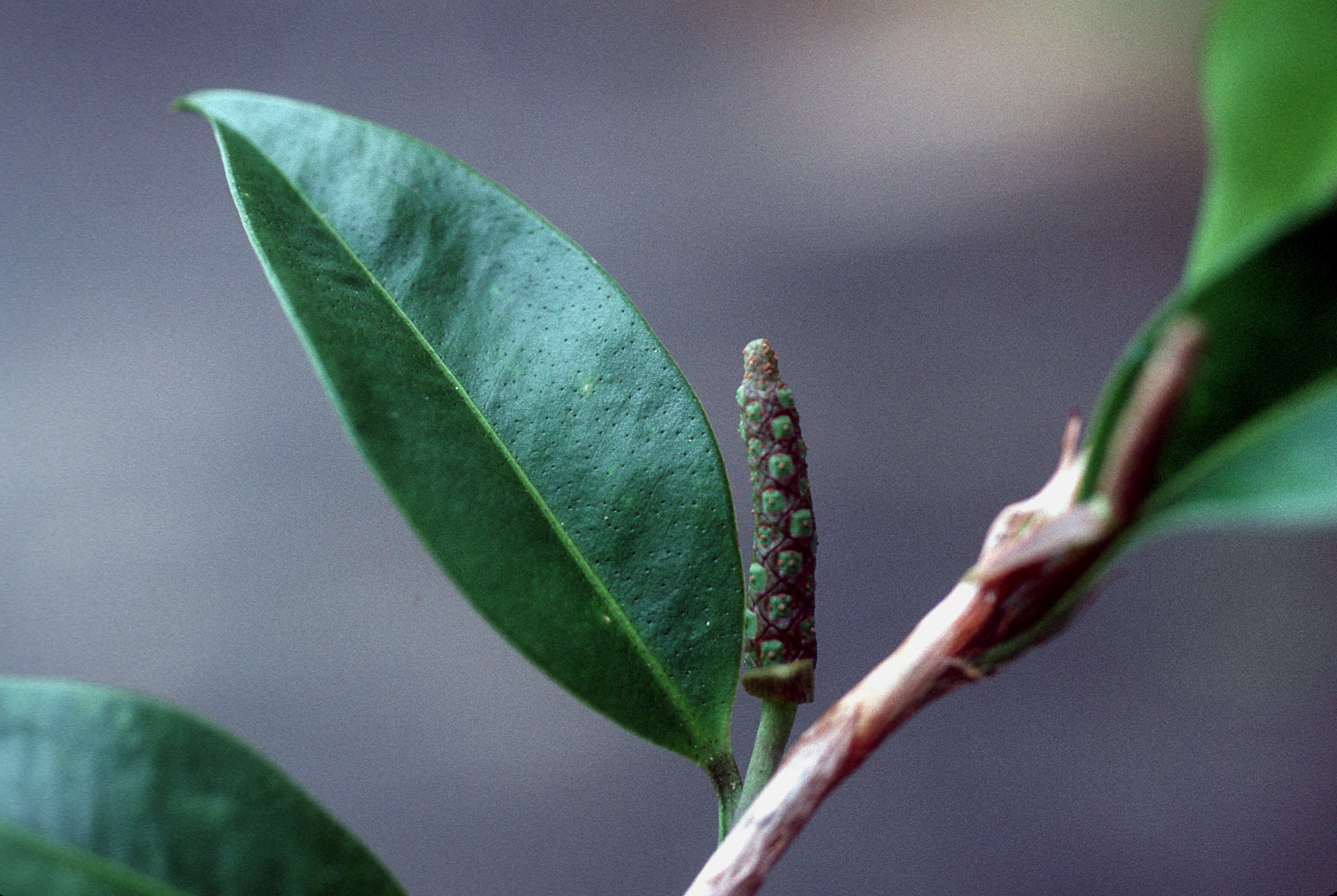 Image of pearl laceleaf