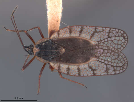 Image of Leptodictya formosatis Drake 1928