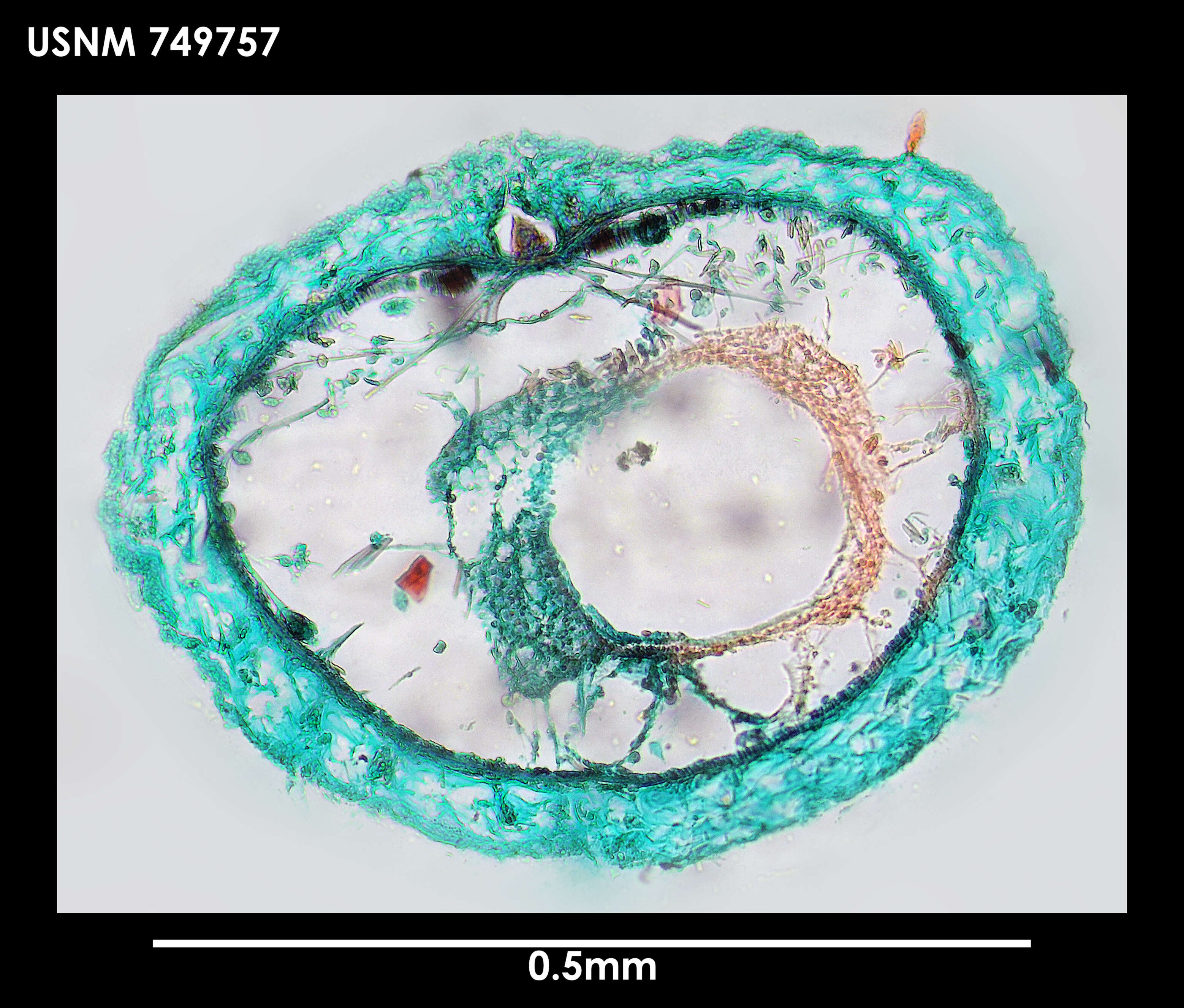 Image of Dorymenia acutidentata Salvini-Plawen 1978