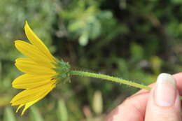 Image of Variable-Leaf Sunflower