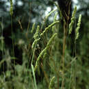 Image of Dactylis glomerata subsp. hackelii (Asch. & Graebn.) Cif. & Giacom.