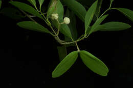 Image of Pristimera celastroides (Kunth) A. C. Sm.