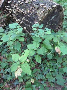 Image of Broad-Leaf Enchanter's-Nightshade