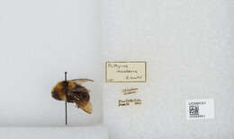 Image de Bombus insularis (Smith 1861)