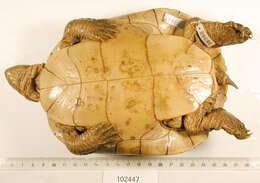 Image of Cat Island Freshwater Turtle