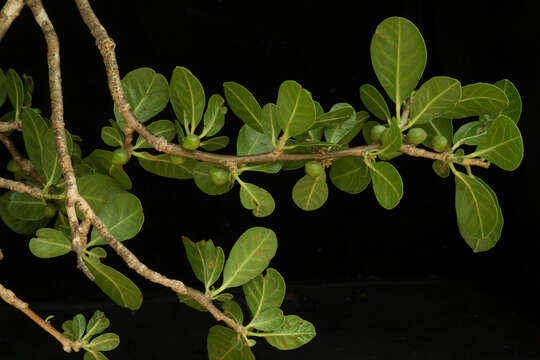 Image de Bursera schlechtendalii Engl.