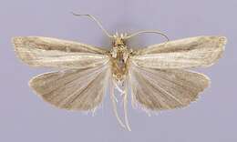 Image of Fernandocrambus truncus Clarke 1965