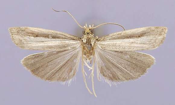 Image of Fernandocrambus truncus Clarke 1965