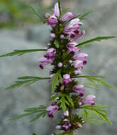 Image of Chinese motherwort