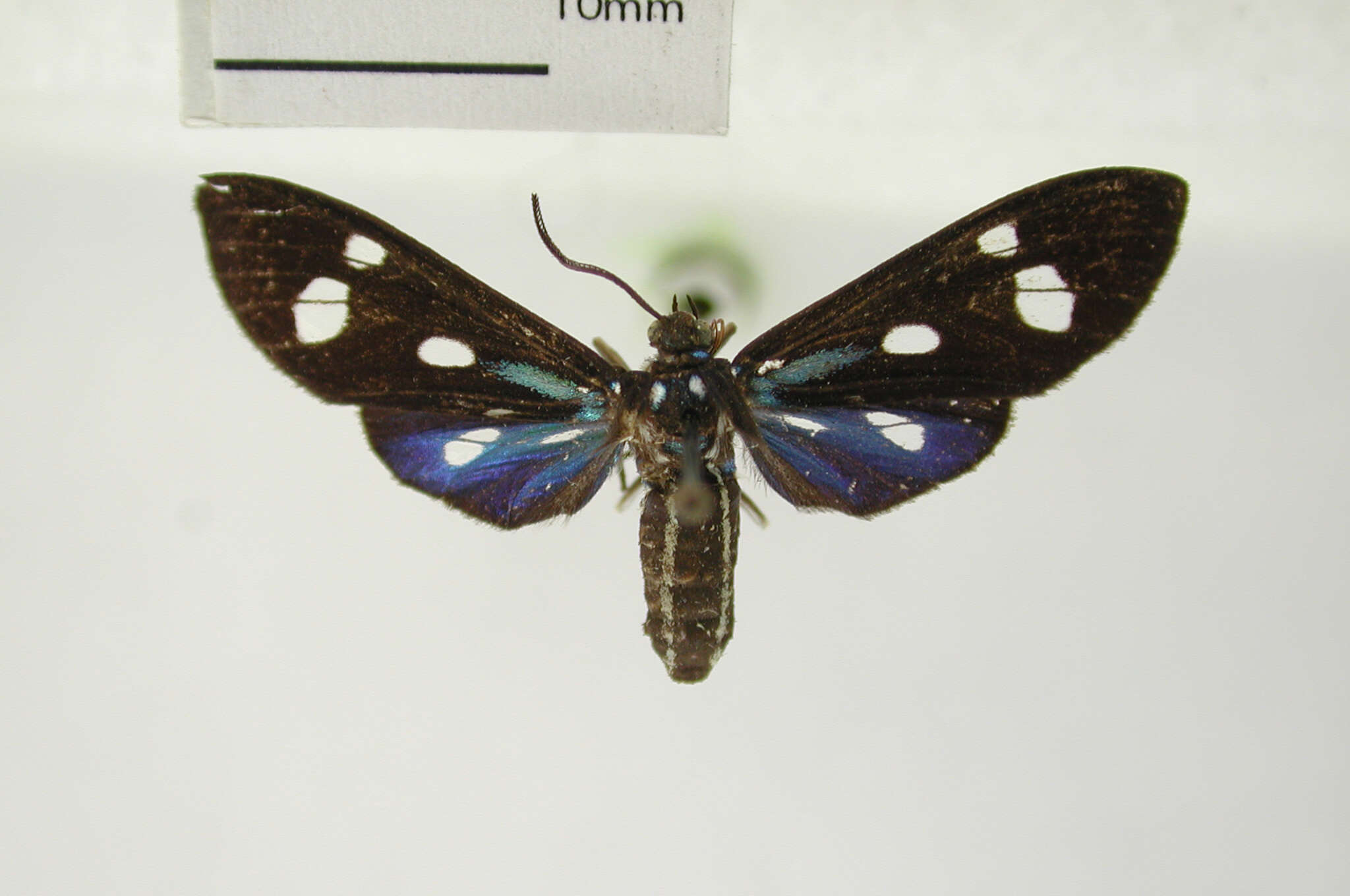 Image of Leucopleura ciarana Schaus 1924