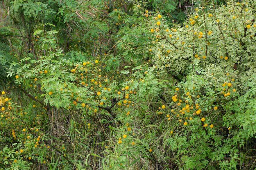 Image of Vachellia farnesiana (L.) Wight & Arn.