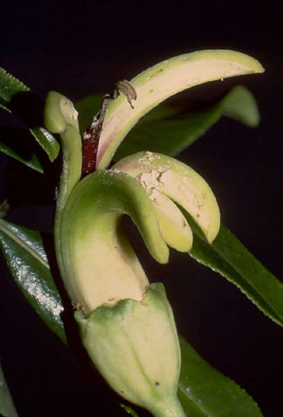Слика од Clermontia arborescens subsp. waihiae (Wawra) Lammers