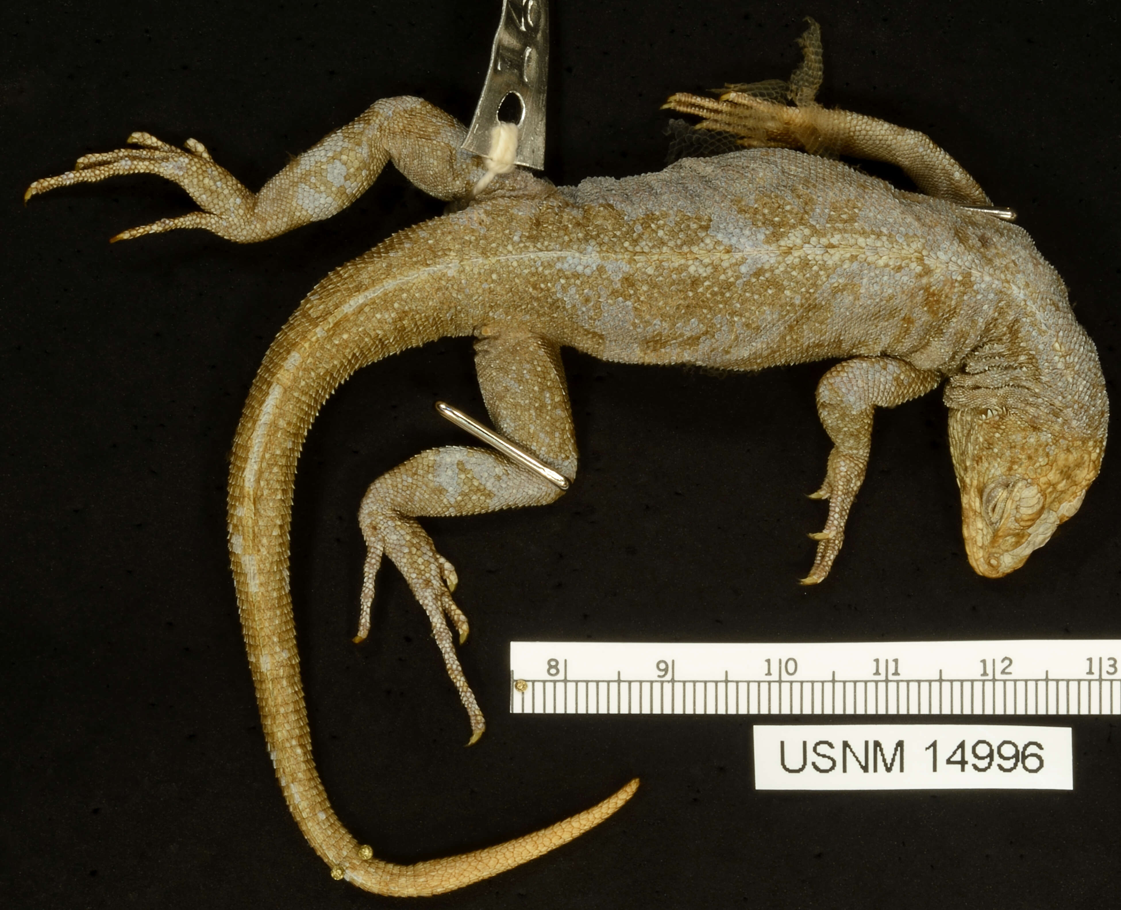 Microlophus pacificus (Steindachner 1876) resmi