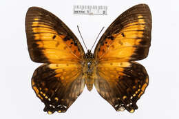 Imagem de Charaxes zingha Stoll 1780