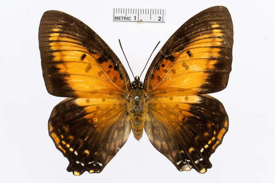 Imagem de Charaxes zingha Stoll 1780