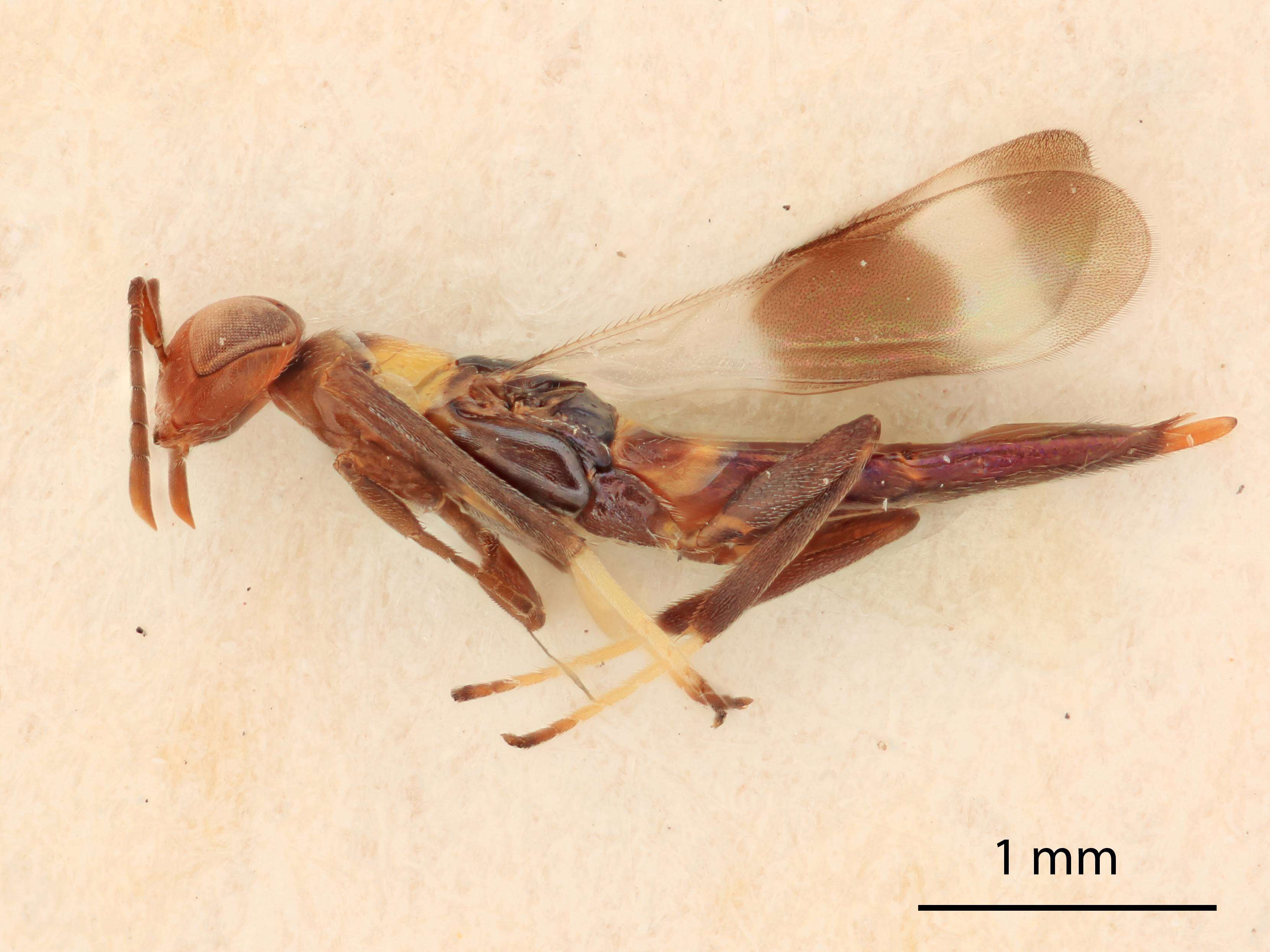 Imagem de Meromyzobia melanosoma Gordh 1987