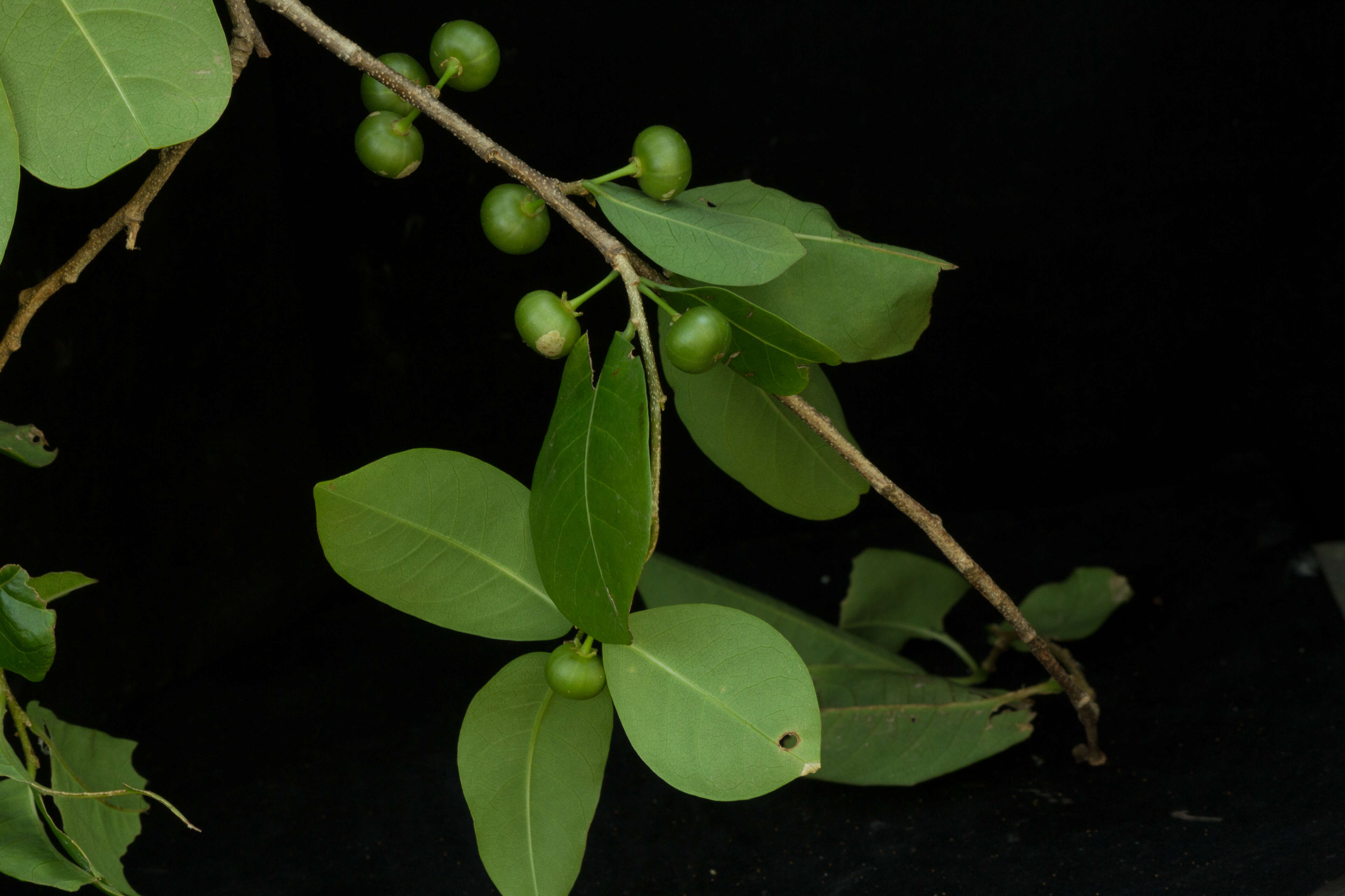 Image of bastard hogberry