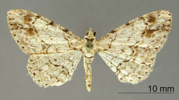 Image of Physocleora inangulata Dognin 1916