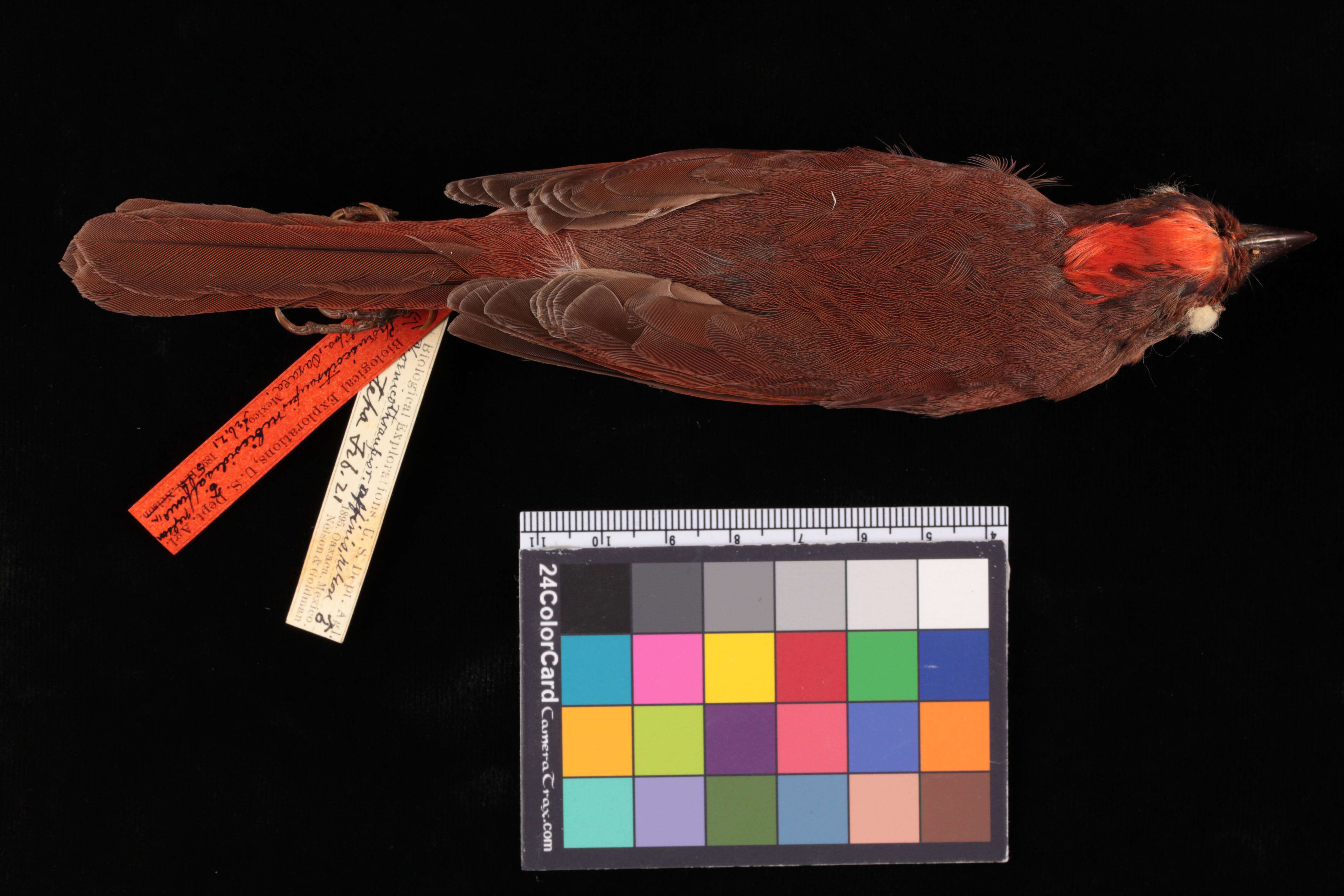Sivun Habia rubica affinis (Nelson 1897) kuva